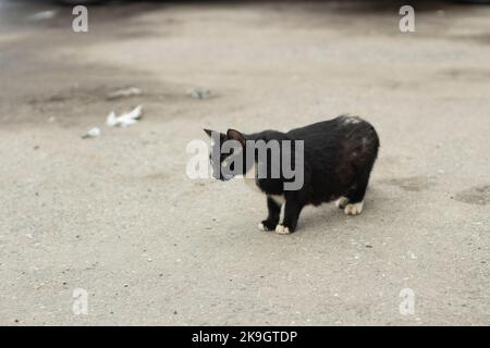 Obdachlose Katze schwarz. Kat. Haustier ohne Besitzer. Tier in der Stadt. Stockfoto