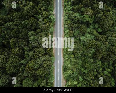 Drohnenansicht Zenitale Aufnahme der geraden Straße mit einem Auto, das durch den dichten üppigen Wald neben den grünen Bäumen fährt, rotorua, Neuseeland Stockfoto
