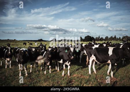 Große grüne Wiese mit vielen schwarzen und weißen Kühen an einem ruhigen Ort in der Nähe des Waldes unter einem blauen Himmel mit einigen Wolken, rotorua, Neuseeland Stockfoto