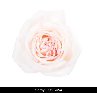 Weiße Rose mit einem blassrosa Zentrum isoliert auf weißem Hintergrund Stockfoto
