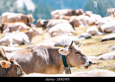 Kühe grasen frei in den Bergen auf einer Wiese. Rinderweiden. Bio-Vieh mit Kopieplatz. Konzept der Fleischproduktion. Stockfoto