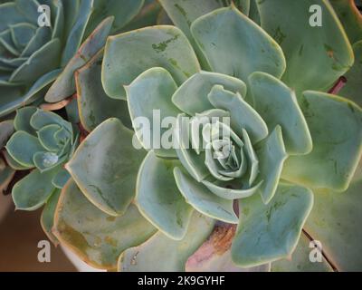 Die blaue echeveria, auch bekannt als Hühner und Küken. Kaktus Tapete Stockfoto