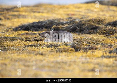 Eurasische Otter auf der Isle of Mull beim Fressen auf den Algen am Loch Scridain jagte man am Tag gerade am Ufer und zeigte dabei ein großartiges Verhalten. Stockfoto