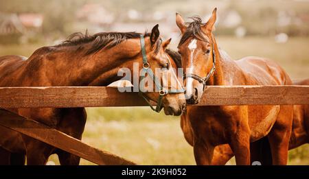 Foto von Zärtlichkeit unter schönen Lorbeerpferden. Reiten Leben auf dem Bauernhof. Landwirtschaft und Pferdepflege. Stockfoto