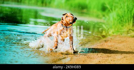 Der niedliche Ingwer-Stier Terrier steht am Strand in der Nähe des Sees und schüttelt das Wasser ab und spritzt an einem Sommertag Tropfen. Lustiges Haustier. Stockfoto