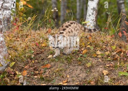 Cougar Kitten (Puma concolor) blickt nach unten Schwanz verlängert Herbst - Gefangener Tier Stockfoto