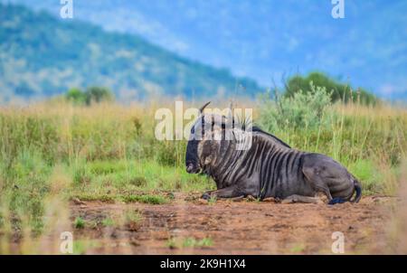 Blue Gnus, Connochaetes taurinus sitzen und entspannen im südafrikanischen Naturschutzgebiet Stockfoto