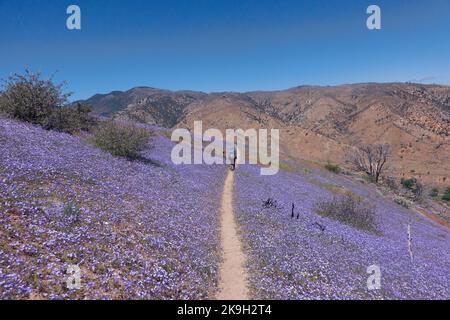 Wüstenbluebells in der Mojave-Wüste, Pacific Crest Trail, Tehachapi, Kalifornien, USA Stockfoto