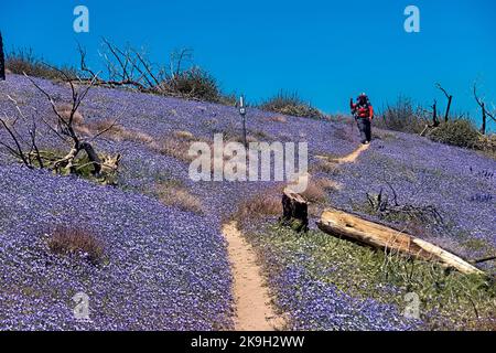 Wüstenbluebells in der Mojave-Wüste, Pacific Crest Trail, Tehachapi, Kalifornien, USA Stockfoto