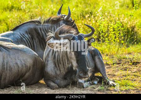 Eine Gruppe von Blauen Gnus oder GNU oder Taurinus Connochaeten, die sich in der grünen Savanne im Pilanesberg Nationalpark entspannen Stockfoto