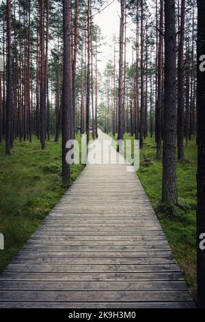 Ein Holzwanderweg im Naturschutzgebiet 'Bor na Czerwonem'. Kiefernwald. Nowy Targ, Polen Stockfoto