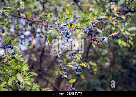 Wilde Schlehdornsträucher (lac.Prunus Spinosa) Stockfoto