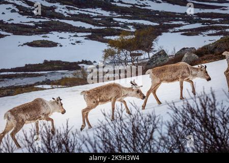 Gruppe junger Rentiere caribou in Norwegen Tundra, Skandinavien Stockfoto