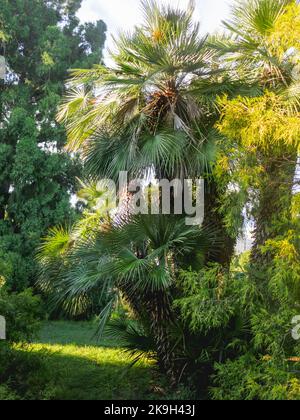 Chamaerops humilis, die unterschiedlich als europäische Fächerpalme oder die mediterrane Zwergpalme bezeichnet wird. Erholungspark bei Sonnenuntergang. Stockfoto