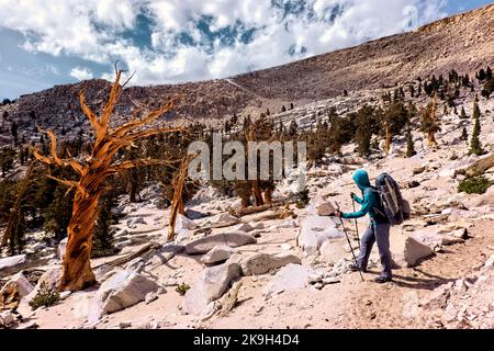 Twisted Trees im Sequoia-Kings Canyon National Park, Pacific Crest Trail, USA Stockfoto