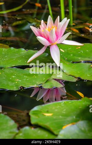 Nahaufnahme von Lilienwasser in einer Blüte und Teichgartenblatt, Giverny, Frankreich Stockfoto