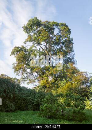 Chamaecyparis lawsoniana, bekannt als Port Orford Zeder oder Lawson Zypresse und andere Bäume und Sträucher im Erholungspark. Stockfoto