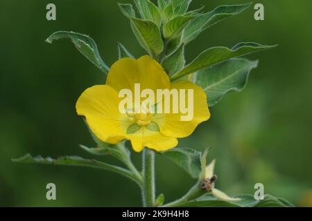 Ludwigia grandiflora mit einem natürlichen Hintergrund Stockfoto