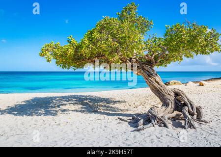 Idyllischer Strand in Aruba mit Divi Divi Baum, Niederländische Antillen Stockfoto