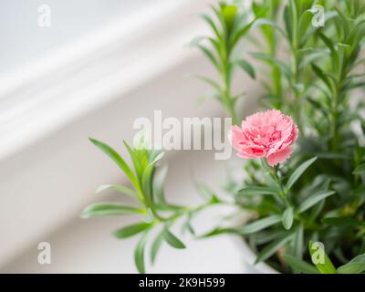 Rosa Blume von Dianthus chinensis, allgemein bekannt als Regenbogenrosa oder Chinarot. Blühende Hauspflanze auf Fensterbank. Stockfoto