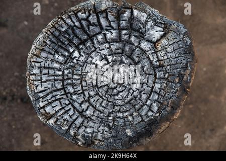 Verbranntes Holzholz im Abschnitt. Natürlicher Hintergrund Stockfoto