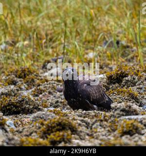 Ein unreifer Weißkopfseeadler (Haliaeetus leucocephalus), der an der Küste thront, starrt direkt auf die Kamera in British Columbia, Kanada. Stockfoto