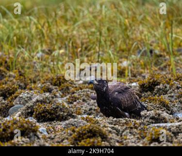 Seitenansicht eines unreifen Weißkopfseeadlers (Haliaeetus leucocephalus), der an der Küste in British Columbia, Kanada, thront. Stockfoto