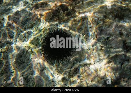 Schwarzer Seeigel mit vielen Stacheln auf sonnenbeschienenen Felsen - Unterwasser-Nahaufnahme Stockfoto