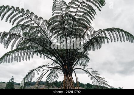 Große Palme mit schmalen braunen Ästen mit schmalen langen Blättern im Wald unter einem bewölkten Himmel auf der Waitawheta Tramway, Neuseeland Stockfoto