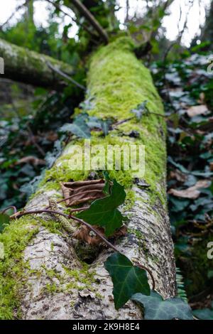 Nahaufnahme von Efeu-Blättern auf einem moosigen Baumstamm. Selektiver Fokus Stockfoto