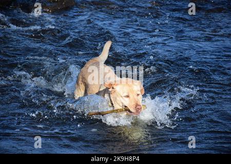 Labrador-Hund, der Stock im Wasser holt Stockfoto