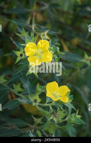 Ludwigia grandiflora mit einem natürlichen Hintergrund Stockfoto