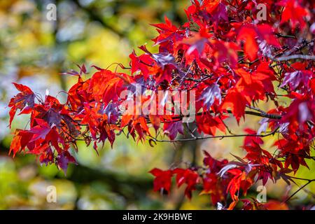Nahaufnahme von Acer-Blättern im lebhaften Herbst und rot fallen vor einem gelben Bokah-Hintergrund. Stockfoto