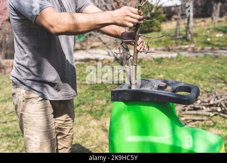 Mann, der Baumzweige in den Gartenschredder legt. Stockfoto