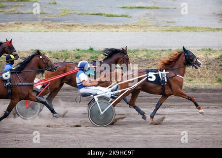 An einem Sommertag laufen braunfarbene Pferde, die an Streitwagen angespannt sind, anmutig auf der staubigen Strecke des Hippodroms. Stockfoto