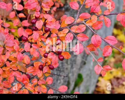 Berberbuschzweig mit roten Beeren und bunten Blättern im Herbst. Stockfoto