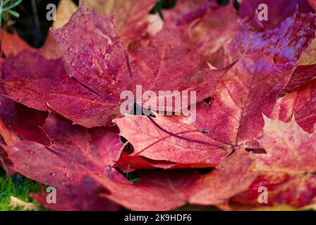 Nahaufnahme von nassen roten Ahornblättern, die im Herbst auf dem Boden liegen. Stockfoto