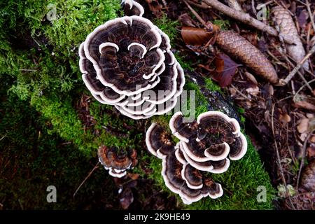 Trametes versicolor, polyporer Pilz, bekannt als putenschwanz, Blick von oben. Stockfoto