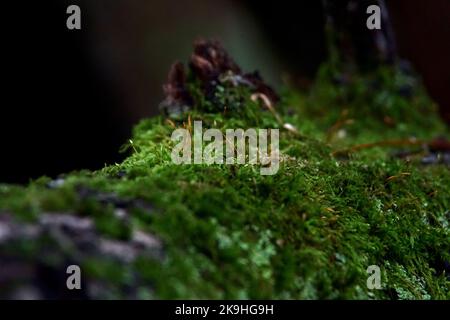 Nahaufnahme von Moos mit Sporangium auf einem Ast Stockfoto