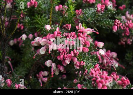 Grevillea lanigera,'Mount Tamboritha', Familie der Proteaceae,Woolly grevillea, aus Australien.wächst in den subtropischen Abbey Gardens auf der Insel T Stockfoto