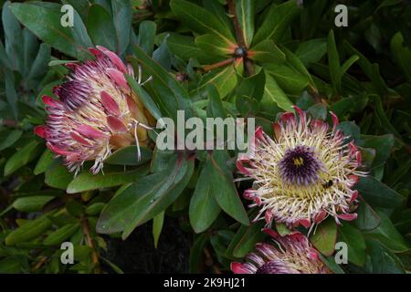 Protea Eximia, Proteaceae, Breitblättriger sugarbusch, Strauch, aus Südafrika. Wächst in den subtropischen Abbey Gardens auf der Insel Tresco auf den Inseln Stockfoto