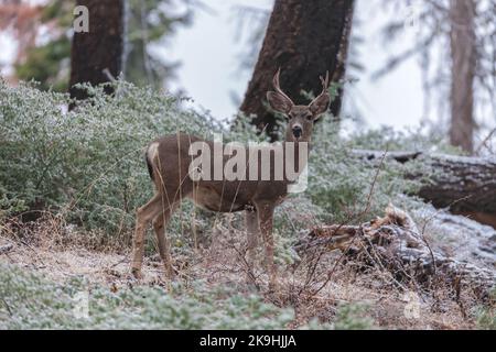 Ein junger männlicher Maultierhirsch mit Geweih steht in einem schneebedeckten Wald, dessen braunes Fell sich mit weißem Schnee und grünem Laub abhebt. Stockfoto