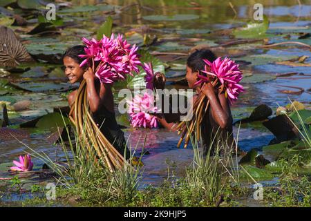 Sylhet, Bangladesch. 28. Oktober 2022. Ländliche Kinder sammeln am nächsten See rote Wasserlilienblumen, um sie an Touristen in Jaintapur Dibir Haor von Sylhet, Bangladesch, zu verkaufen. Dibir Haor ist als Königreich von Shapla für Reisende bekannt. Hier zu Beginn der Wintersaison blühten viele rote Shapla-Blüten in diesem Haor, der am Ufer der Hügel von Meghalaya liegt. Am 28. Oktober 2022 in Sylhet, Bangladesch. (Bild: © MD Rafayat Haque Khan/eyepix via ZUMA Press Wire) Stockfoto