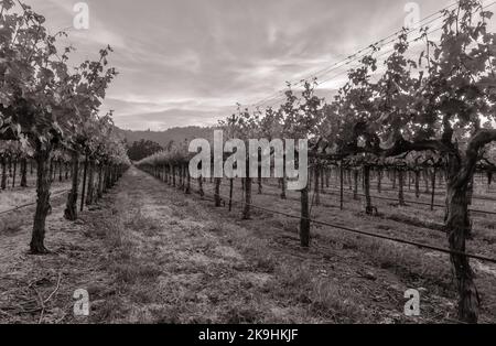 Ein Schwarzweiß-Foto zeigt eine ruhige Weinberglandschaft mit Reihen von Weinreben, die sich bis in die Ferne im Napa Valley, Kalifornien, erstrecken. Stockfoto