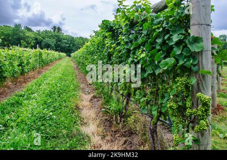 Die Trauben hängen an den Reben und warten auf die Verasion, den Beginn des Reifeprozesses, Finger Lakes Region, Yates County, New York Stockfoto