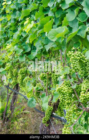 Die Riesling-Trauben hängen an den Reben, die erst vor der Verasion, Finger Lakes Region, Yates County, New York, anschwellen Stockfoto