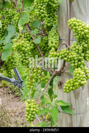 Die Riesling-Trauben hängen an den Reben, die erst vor der Verasion, Finger Lakes Region, Yates County, New York, anschwellen Stockfoto