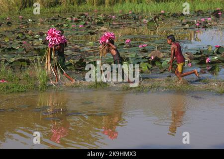 Sylhet, Bangladesch. 28. Oktober 2022. Ländliche Kinder sammeln am nächsten See rote Wasserlilienblumen, um sie an Touristen in Jaintapur Dibir Haor von Sylhet, Bangladesch, zu verkaufen. Dibir Haor ist als Königreich von Shapla für Reisende bekannt. Hier zu Beginn der Wintersaison blühten viele rote Shapla-Blüten in diesem Haor, der am Ufer der Hügel von Meghalaya liegt. Am 28. Oktober 2022 in Sylhet, Bangladesch. (Bild: © MD Rafayat Haque Khan/eyepix via ZUMA Press Wire) Stockfoto