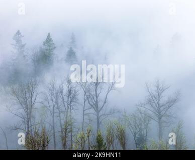 Ein Foto zeigt eine ruhige Waldszene, die in eine dicke Nebelschicht gehüllt ist. Stockfoto
