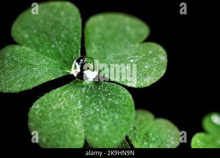 Ein Nahaufnahme-Foto zeigt einen einzelnen, glitzernden Wassertropfen, der in der Mitte eines leuchtend grünen Kleeblattes liegt. Stockfoto